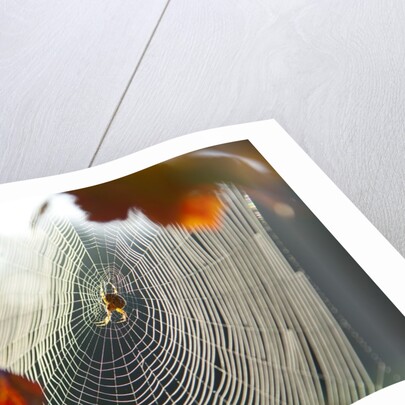 Orb spider on its web by Anonymous