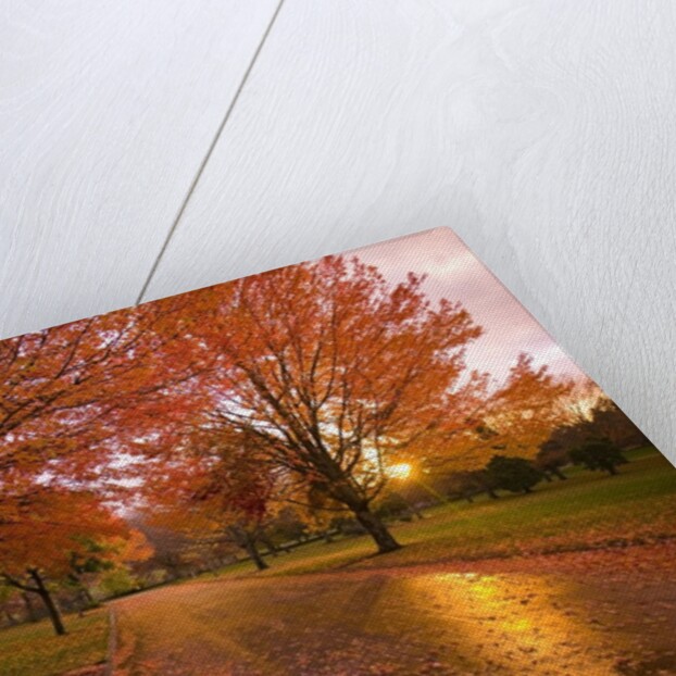 Sunset in autumn along a country road by Anonymous