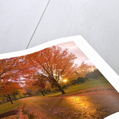 Sunset in autumn along a country road by Anonymous
