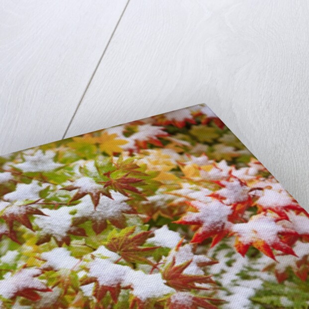 Snow on autumn vine maple by Anonymous