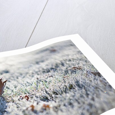 Frost on grass and autumn leaves by Anonymous