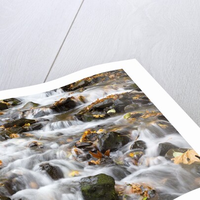 Water running over rocks in Wahkeena Creek by Anonymous