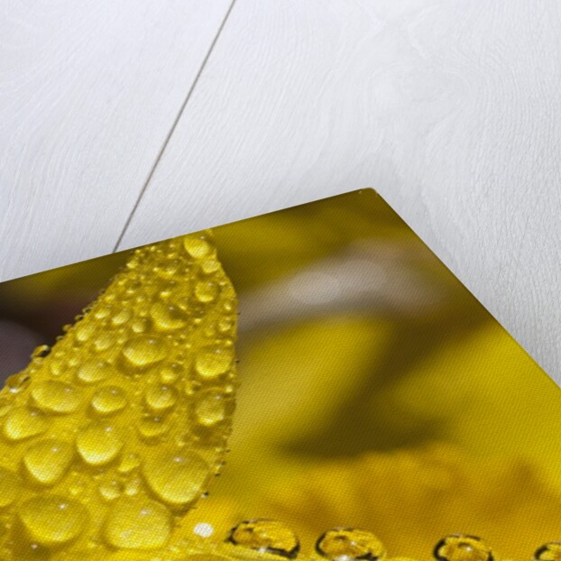 Close-up of dew on daffodil petals by Anonymous