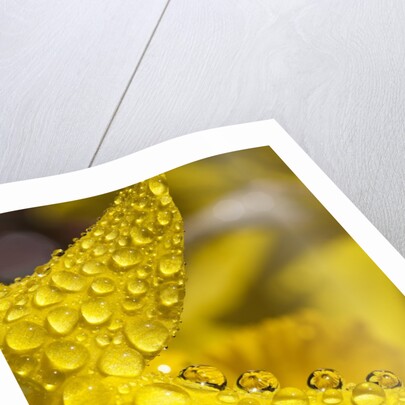 Close-up of dew on daffodil petals by Anonymous
