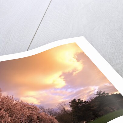Blooming cherry trees at sunset by Anonymous