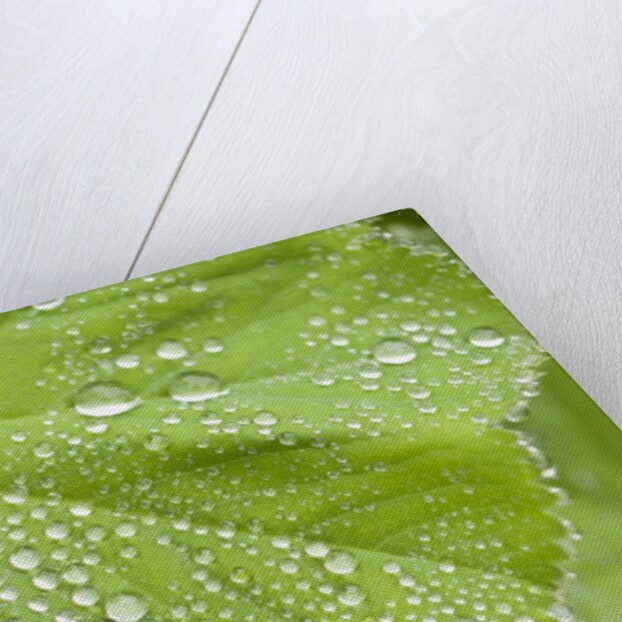 Dew drops on a leaf by Anonymous