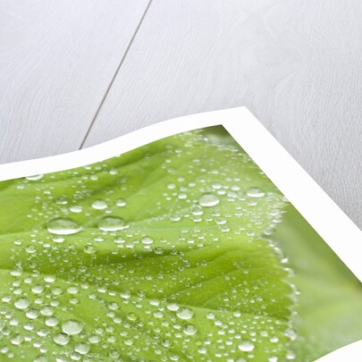 Dew drops on a leaf by Anonymous