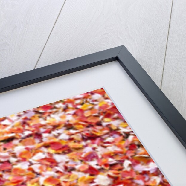 Pile of autumn leaves by Anonymous
