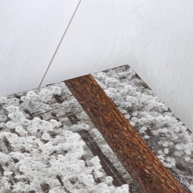 Snow covered ponderosa pine trees by Anonymous