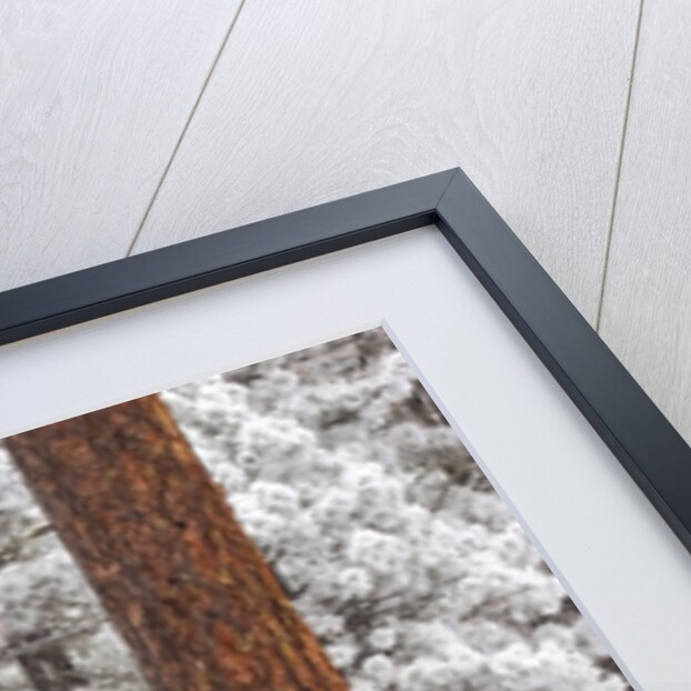 Snow covered ponderosa pine trees by Anonymous