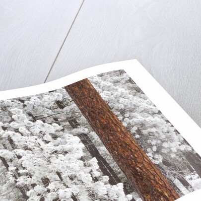 Snow covered ponderosa pine trees by Anonymous