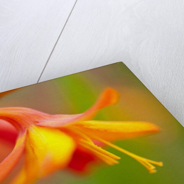Close-up of a flower by Anonymous