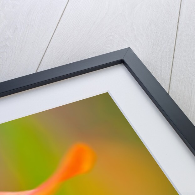 Close-up of a flower by Anonymous