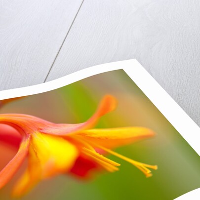 Close-up of a flower by Anonymous