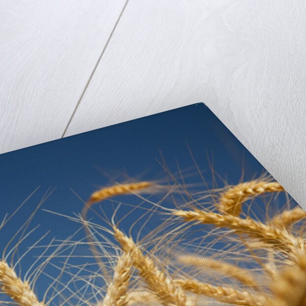 Wheat field by Anonymous