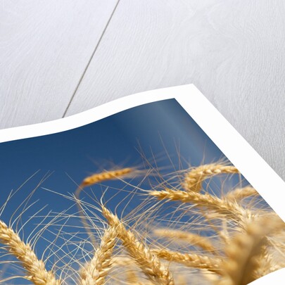 Wheat field by Anonymous