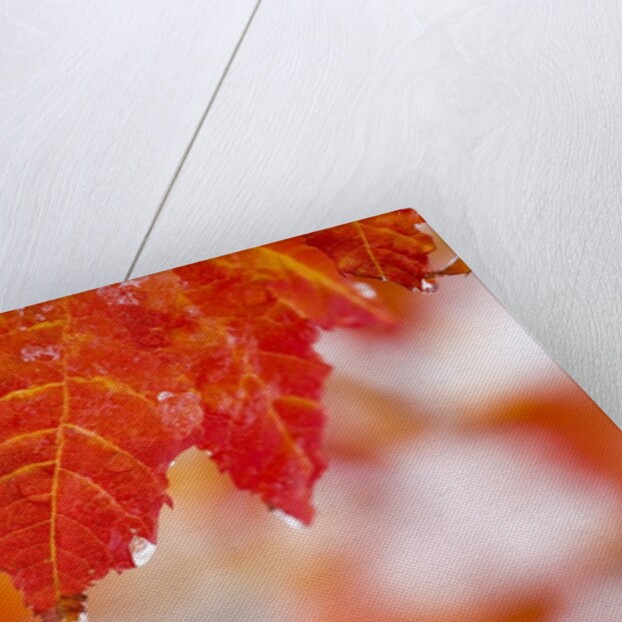 Snow and ice on an autumn vine maple by Anonymous