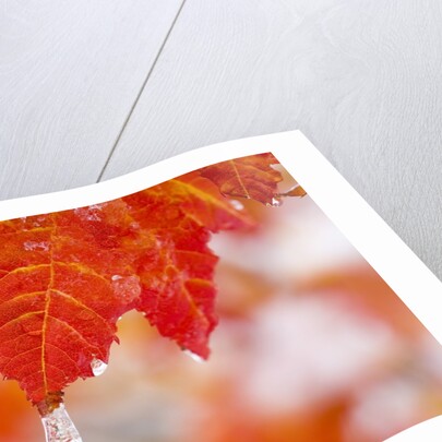 Snow and ice on an autumn vine maple by Anonymous