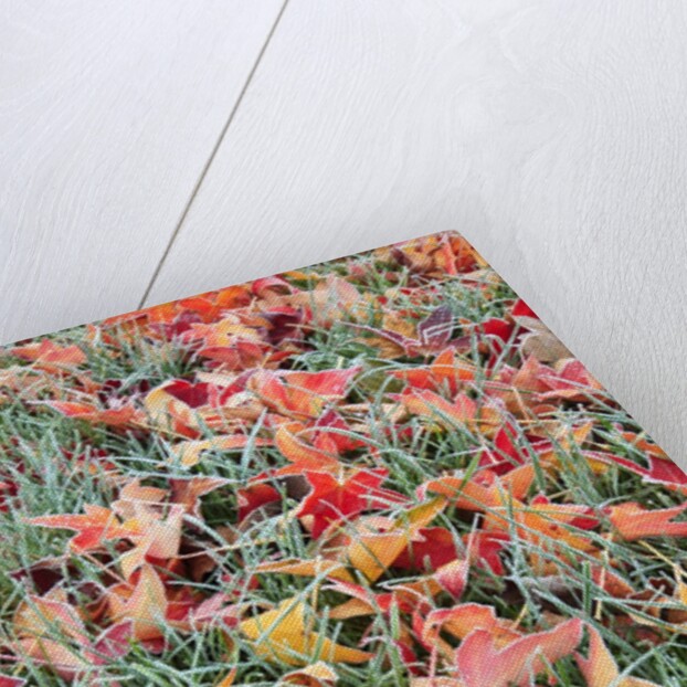 Frost on autumn leaves by Anonymous