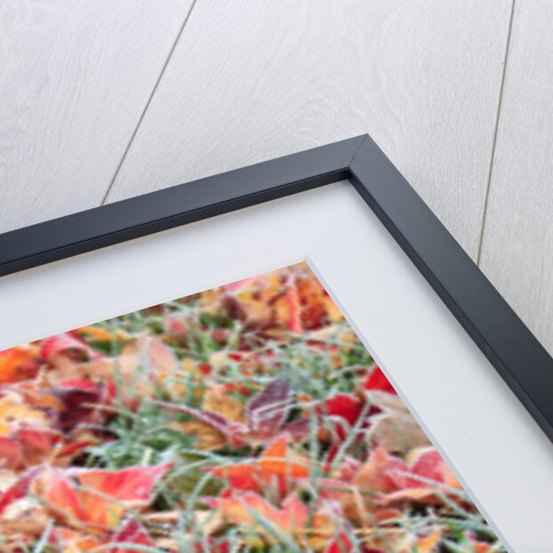 Frost on autumn leaves by Anonymous