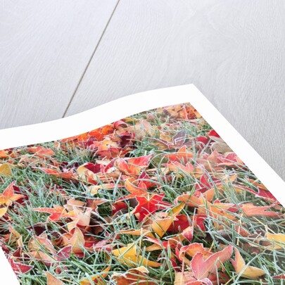 Frost on autumn leaves by Anonymous