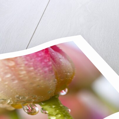 Dew dripping off a tulip by Anonymous