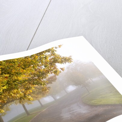 Misty autumn trees by Anonymous