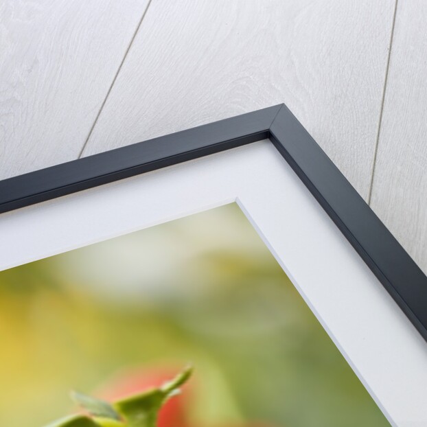 Close-up of a flower bud by Anonymous