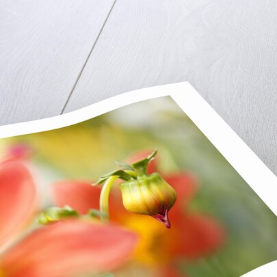 Close-up of a flower bud by Anonymous