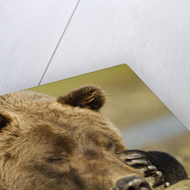 Sleeping Brown Bear, Katmai National Park, Alaska by Anonymous