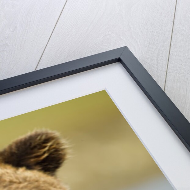 Sleeping Brown Bear, Katmai National Park, Alaska by Anonymous