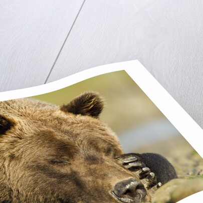 Sleeping Brown Bear, Katmai National Park, Alaska by Anonymous