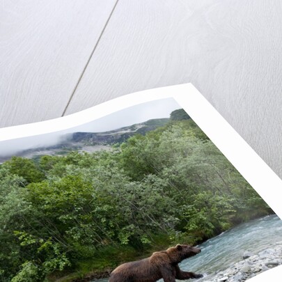 Brown Bear, Katmai National Park, Alaska by Anonymous