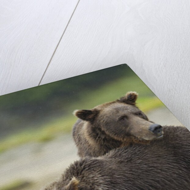 Brown Bear and Cub, Katmai National Park, Alaska by Anonymous