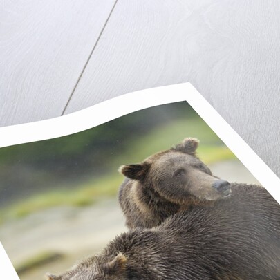 Brown Bear and Cub, Katmai National Park, Alaska by Anonymous