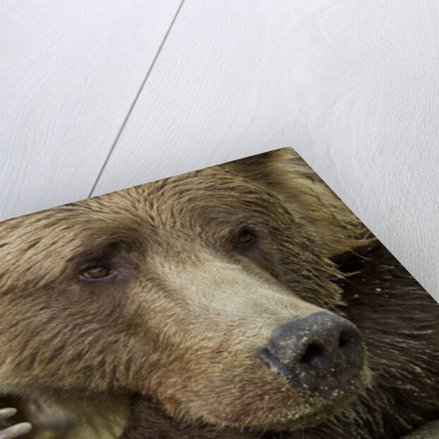 Resting Brown Bear, Katmai National Park, Alaska by Anonymous