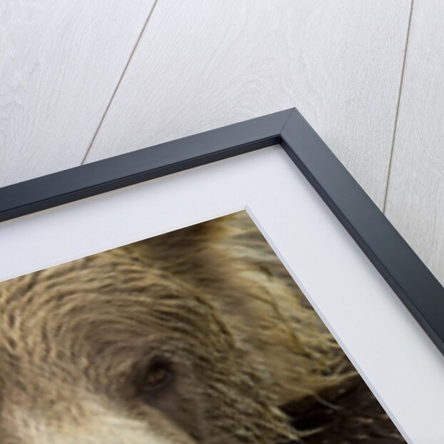 Resting Brown Bear, Katmai National Park, Alaska by Anonymous