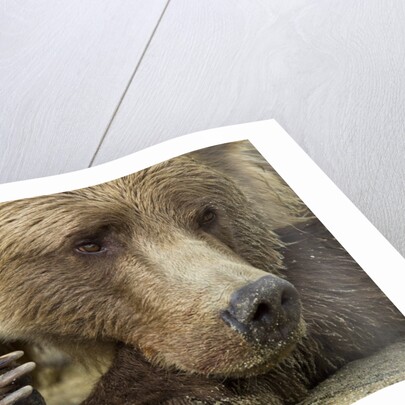 Resting Brown Bear, Katmai National Park, Alaska by Anonymous