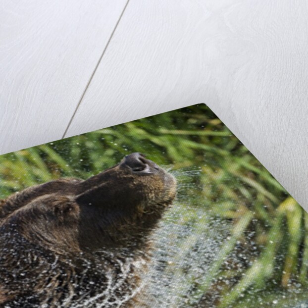 Brown Bear Fishing in Salmon Stream, Katmai National Park, Alaska by Anonymous