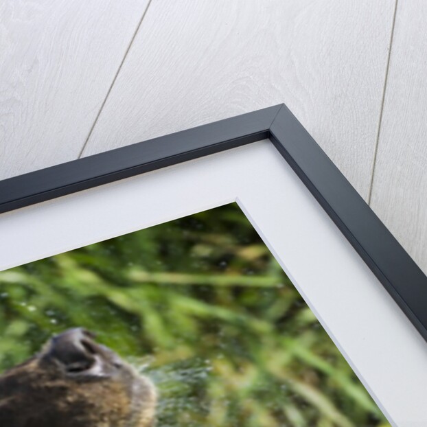 Brown Bear Fishing in Salmon Stream, Katmai National Park, Alaska by Anonymous