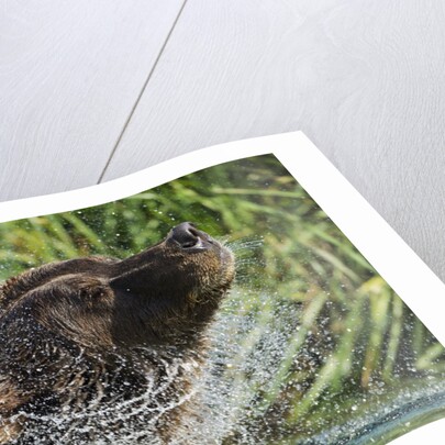 Brown Bear Fishing in Salmon Stream, Katmai National Park, Alaska by Anonymous