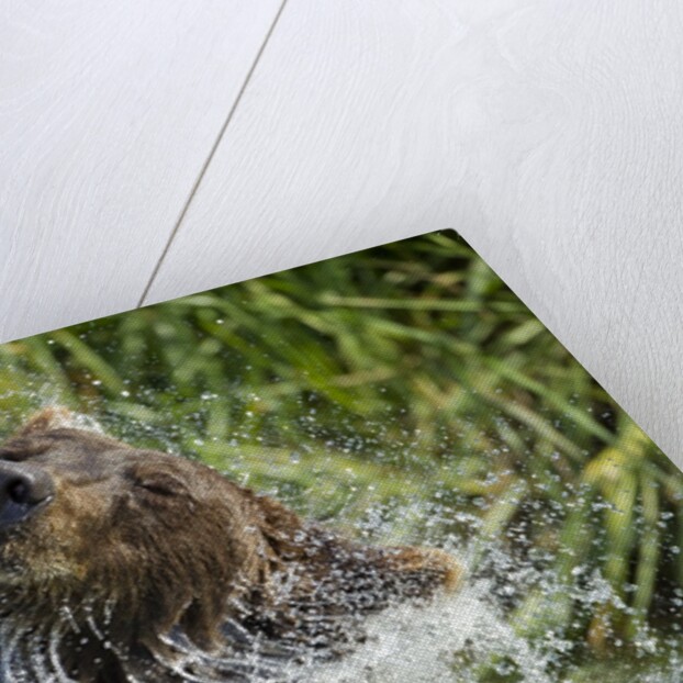 Brown Bear Fishing in Salmon Stream, Katmai National Park, Alaska by Anonymous