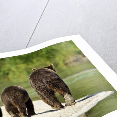 Brown Bear and Cubs, Katmai National Park, Alaska by Anonymous