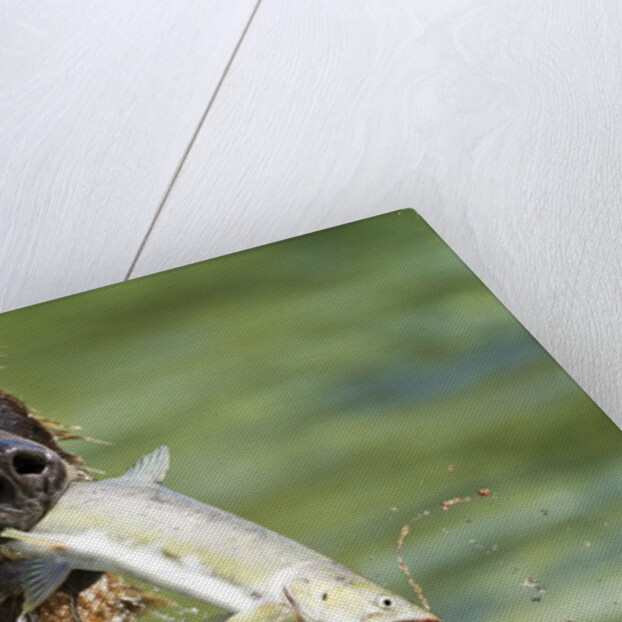 Brown Bear Fishing for Salmon, Katmai National Park, Alaska by Anonymous