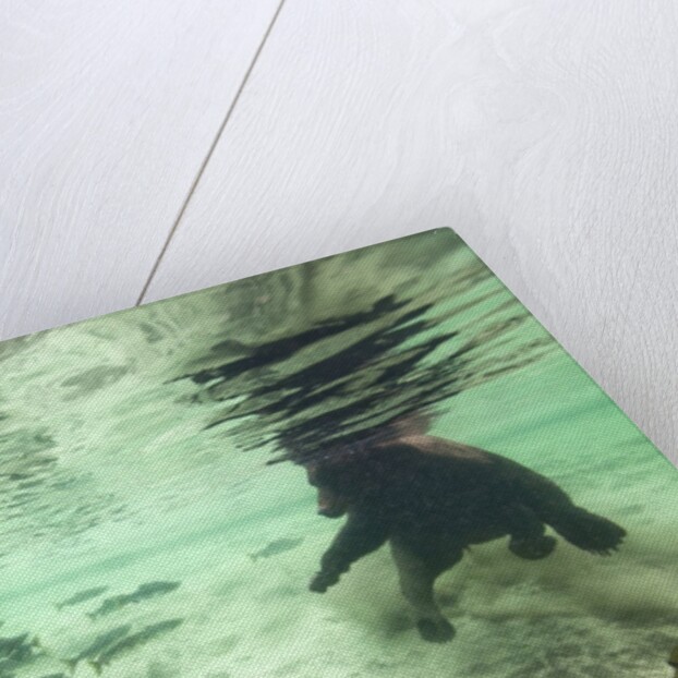 Underwater Brown Bear, Katmai National Park, Alaska by Anonymous