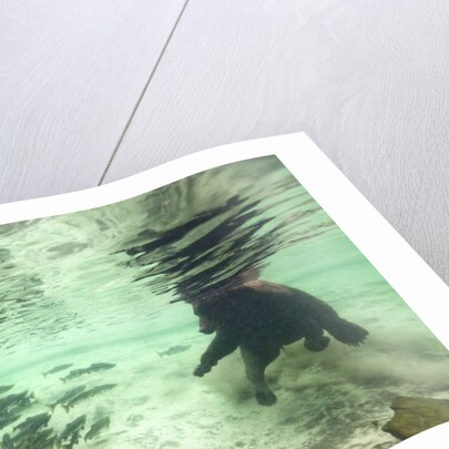 Underwater Brown Bear, Katmai National Park, Alaska by Anonymous