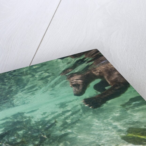 Underwater Brown Bear, Katmai National Park, Alaska by Anonymous