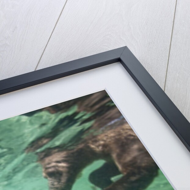 Underwater Brown Bear, Katmai National Park, Alaska by Anonymous
