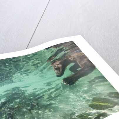Underwater Brown Bear, Katmai National Park, Alaska by Anonymous