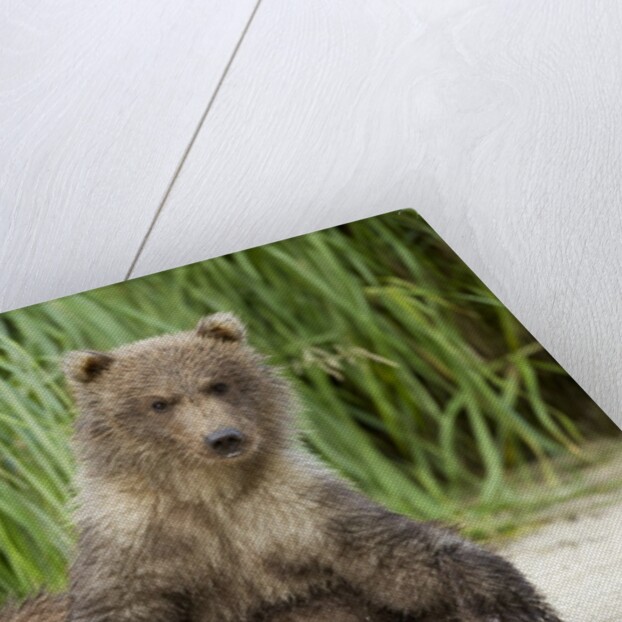 Brown Bear Cubs, Katmai National Park, Alaska by Anonymous
